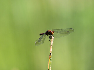 Poster - Autumn Darter perched on wetland reed 7