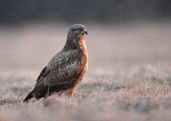 Sticker - Common buzzard ( Buteo buteo ) close up