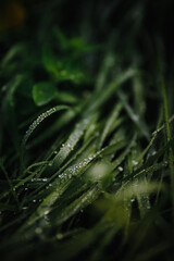 Canvas Print - Closeup of raindrops on the leaves of the green plant after the rain on a dark background