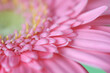 Soft focus blur pink  Flower petal. Nature horizontal background.