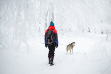 Young Hiking Woman With A Siberian Husky Dog In A Misty Foggy Forest In Winter