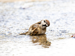 Wall Mural - Eurasian Tree Sparrows play in a fountain 3