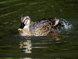 Wall Mural - eastern spot-billed duck in Yokohama pond 1