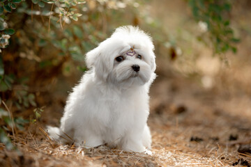  Maltese dog in the forest