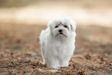  Maltese dog in the forest