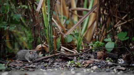 Canvas Print - Young Brown Rat 