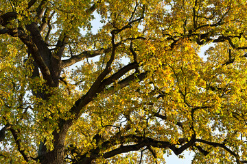 autumn leaves on a big old oak