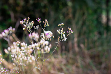 Wall Mural - Forest meadow with wild grasses,Macro image with small depth of field,Blur background