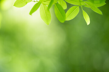 Wall Mural - Beautiful nature view green leaf on blurred greenery background under sunlight with bokeh and copy space using as background natural plants landscape, ecology wallpaper concept.