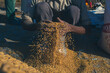 © EZ PHOTOS - Farmer holding rice grains after gathering  and storing it inside a metal container during the Pokhara rice production harvest in Nepal.