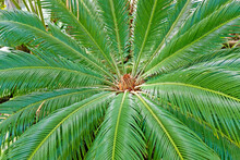 Closeup View Of Flower Of Female Sago Palm Cycas Revoluta , Also Known As King Sago Palm.