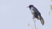 Grackle Calling While Perched High On Branch With Blue Sky In Background