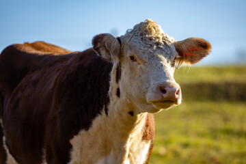 Cow in afternoon light