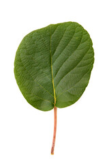 Poster - natural kiwi leaf isolated on background