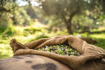 Wall Mural - Harvested fresh olives in sacks in a field in Crete, Greece for olive oil production, using green nets.