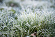 Nahaufnahme eines Grasbüschels mit Eiskristallen und Raureif bedeckt als Makro Hintergrund