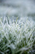 Nahaufnahme eines Grasbüschels mit Eiskristallen und Raureif bedeckt als Makro Hintergrund