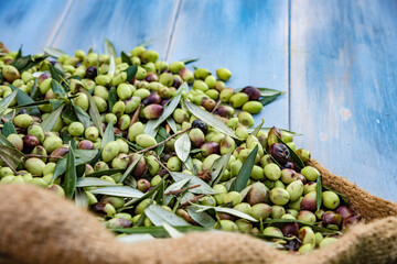 Wall Mural - Harvested fresh olives in sacks for olive oil production, on a wooden table, Crete, Greece