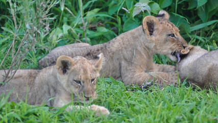 Wall Mural - lioness group