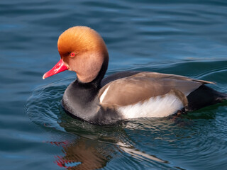 Wall Mural - A male red-crested pochard (Netta rufina) diving for algae in the clear waters of the Upper Zurich Lake (Obersee), Switzerland