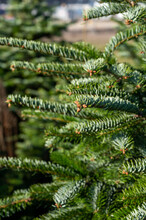 Plantation Of Evergreen Nordmann Firs, Christmas Tree Growing Ourdoor