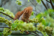 Squirrel eating on a branch of a tree