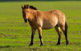 Fototapeta Konie - Ponies in nature..