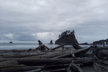 Wall Mural - Beautiful Pacific Coast in the Olympic National Park.