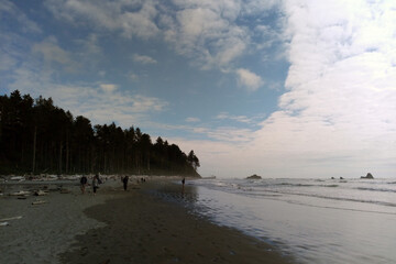 Wall Mural - Beach coastline in the Olympic National Park, the Olympic Peninsula near Seattle.