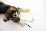 Fototapeta  - the dog lies in front of an open notebook