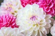 White and rosy dahlia flowers