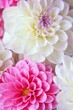 White and rosy dahlia flowers 3