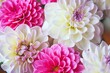 White and rosy dahlia flowers 4