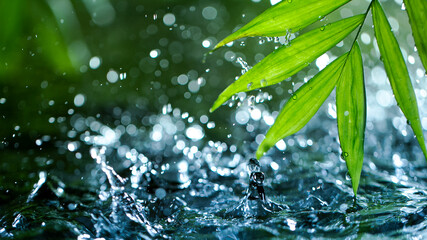 fresh green leaves with water drops over the water , relaxation with water ripple drops concept