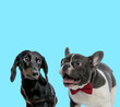© Viorel Sima - Excited French bulldog wearing bowtie and shy Tackel looking away