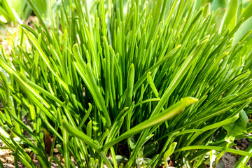 Beautiful young green grass on a sunny day, nature background.