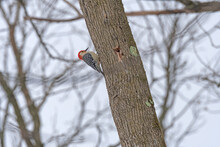 Red Bellied Woodpecker Feeding In The Forest