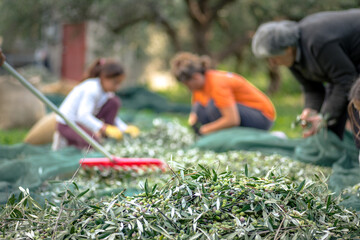 Wall Mural - Harvested fresh olives in sacks in a field in Crete, Greece for olive oil production, using green nets.