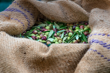 Wall Mural - Harvested fresh olives in sacks in a field in Crete, Greece for olive oil production, using green nets.