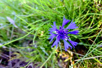 Blue knapweed flowers with selective focus and blurred leaves on background. Beautiful wild bluet flower on a sunny meadow. Seasonal summer flowers.