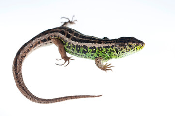 sand lizard (lacerta agilis) male on white background, italian alps, italy.