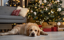 Golden Retriever Dog Under Christmas Tree