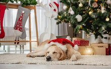 Golden Retriever Dog Sleeping Under Christmas Tree