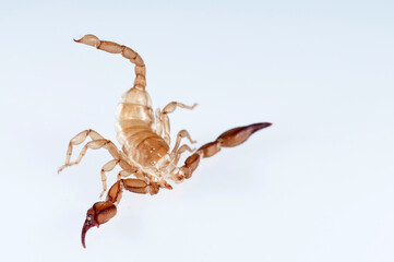 Exuvia of scorpion (Euscorpius sp.) on white background