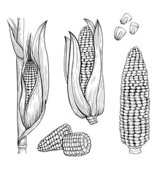 Wall Mural - Corn sketch style illustration. Stylized sweet corn elements in engraved style. 