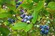 Northern blueberry bush (Vaccinium boreale) cultivated in organic household
