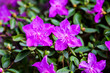 Close up of a flowering shrub with small pink Rhododendrons with selective focus on the Rhododendron in the background.