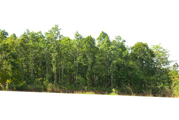 Green trees isolated on white background, Forest and foliage in summer, Row of trees and shrubs.