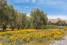 Olive Orchard With Olive Trees And California Poppies In Bloom