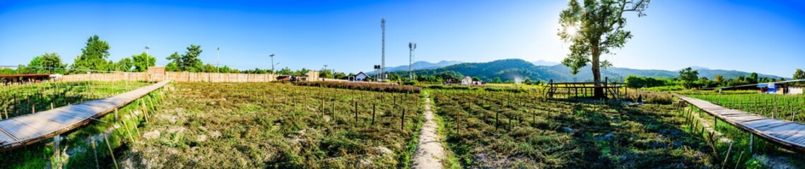 Poster - Panorama View of Flower Garden with Rice Field in Chiang Mai Province